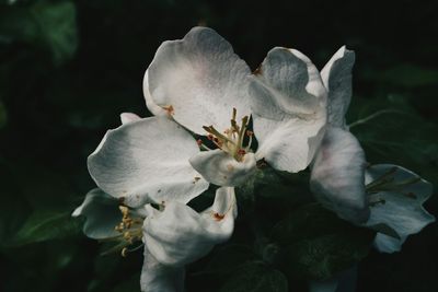 Close-up of flowers against blurred background