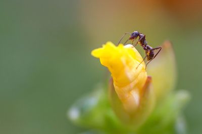 Extreme close-up of ant on bud