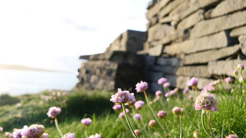 Close-up of pink flowering plant