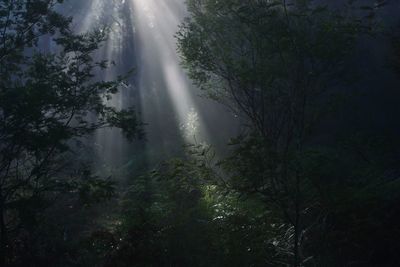 Sunlight streaming through trees in forest