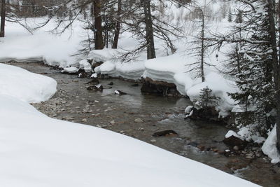 Snow covered trees in winter