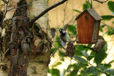 Bird perching on tree