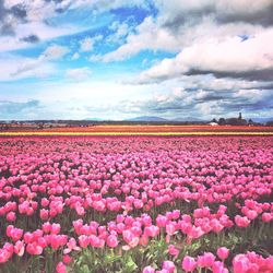 Plants growing on field against cloudy sky