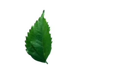 Close-up of green leaves on white background