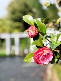 Close-up of pink rose flower