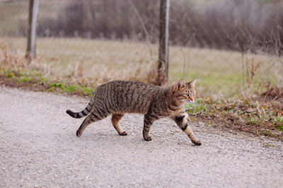 Cat walking on street