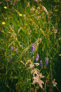 Close-up of insect on plant in field