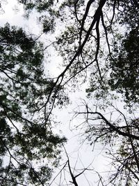Low angle view of trees in forest