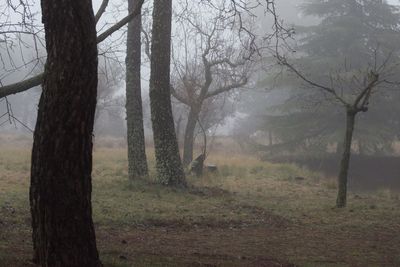 Trees in forest