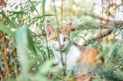 Portrait of cat on field