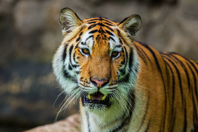 Close-up portrait of a cat