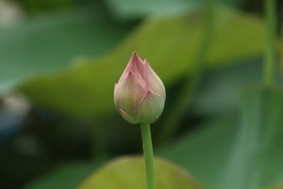 Close-up of pink lily bud