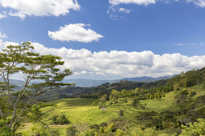 Scenic view of agricultural field against sky