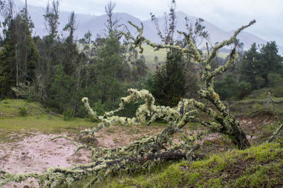 Trees on field against sky