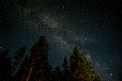 Low angle view of trees against star field at night