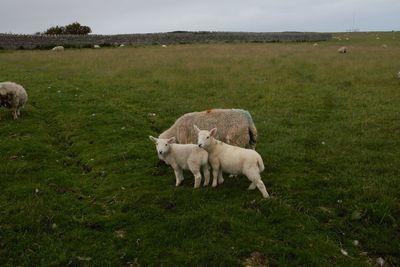 Animal beauty on lundy island