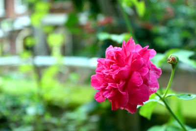 Close-up of pink flowers blooming outdoors