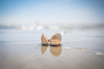 Close-up of shells on shore