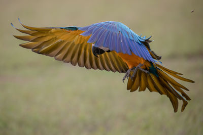 Close-up of bird flying
