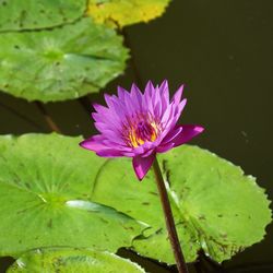 Close-up of water lily blooming in pond