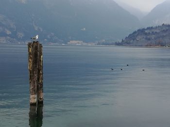Seagull perching on wooden post in lake against sky