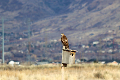 Close-up of eagle on field against sky