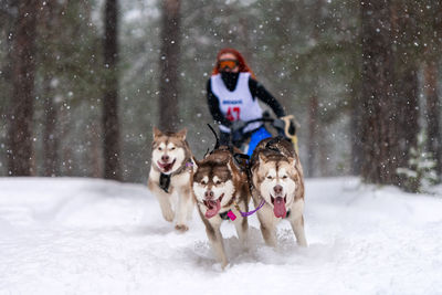 Dog running on snow covered land