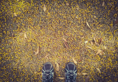 High angle view of shoes on autumn leaves