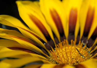 Close-up of yellow flower