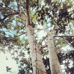 Low angle view of trees against sky