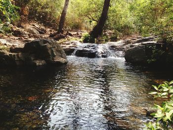 Stream flowing through forest