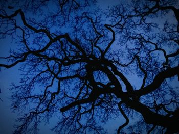 Low angle view of bare trees against blue sky