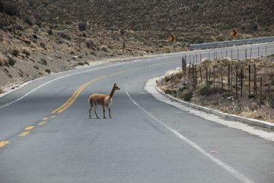 Mammal standing on road