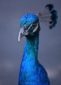 Close-up of peacock