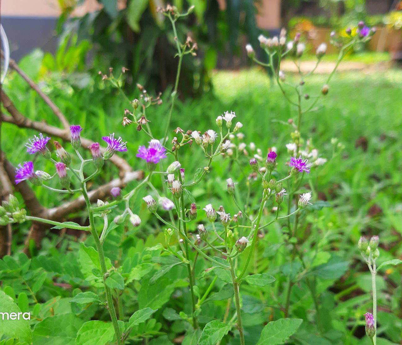 CLOSE-UP OF FLOWERING PLANTS