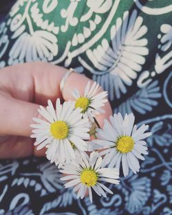 Close-up of daisy flower