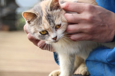 Close-up of hand holding cat