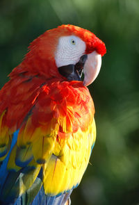 Virginia key parrot on display