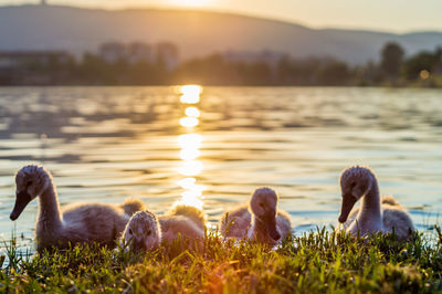 Swans in lake against sky during sunset