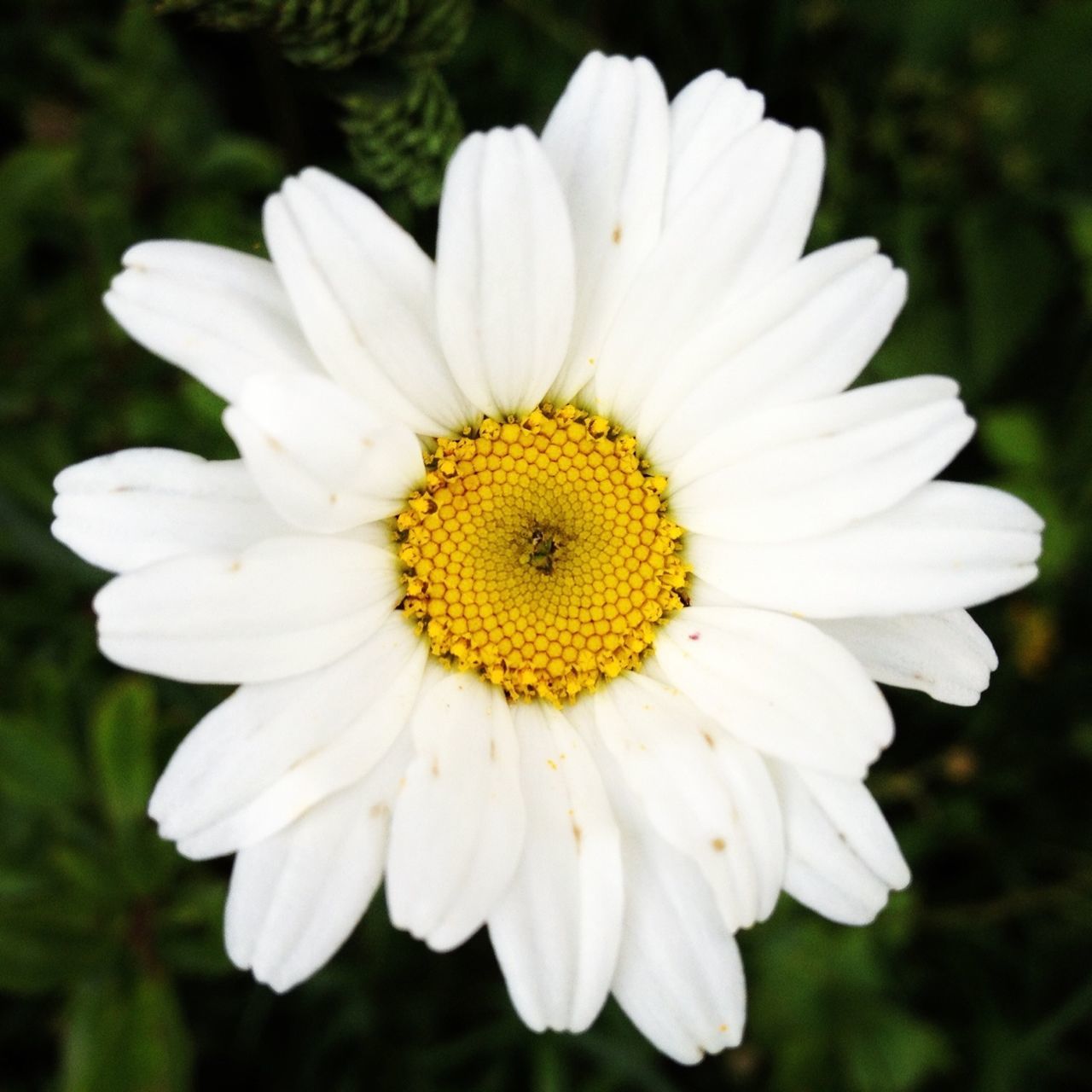 flower, petal, freshness, flower head, white color, fragility, growth, pollen, yellow, beauty in nature, close-up, daisy, focus on foreground, blooming, nature, single flower, white, in bloom, plant, outdoors