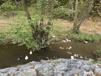 High angle view of stream in forest