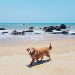 Dog sitting on beach against clear sky