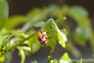 Close-up of beetles mating on leaf