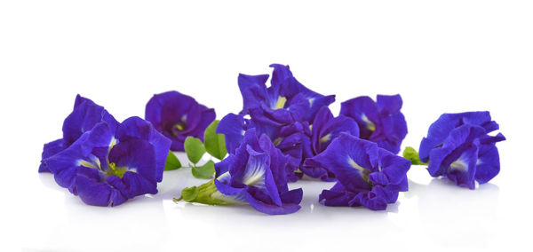 Close-up of purple flowers against white background