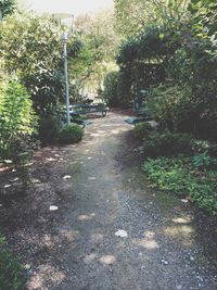 Footpath along trees