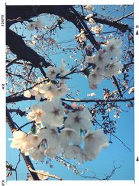 Low angle view of cherry blossom tree