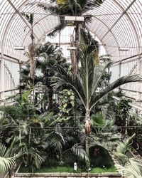 Plants growing in greenhouse