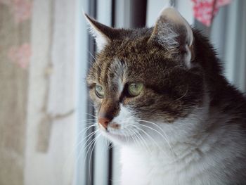 Close-up of cat sitting by window