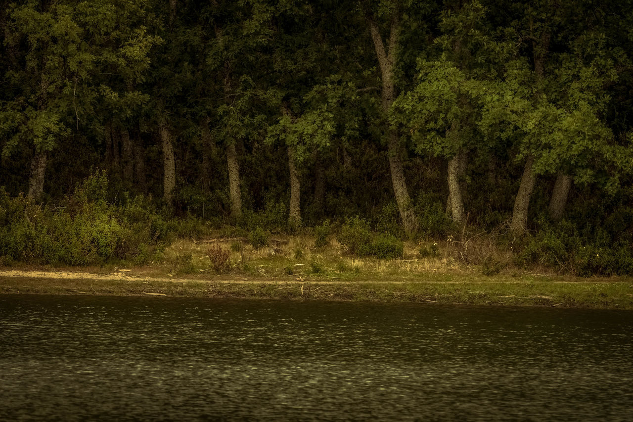 VIEW OF RIVER IN FOREST