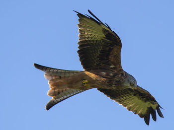 Low angle view of eagle flying against clear blue sky